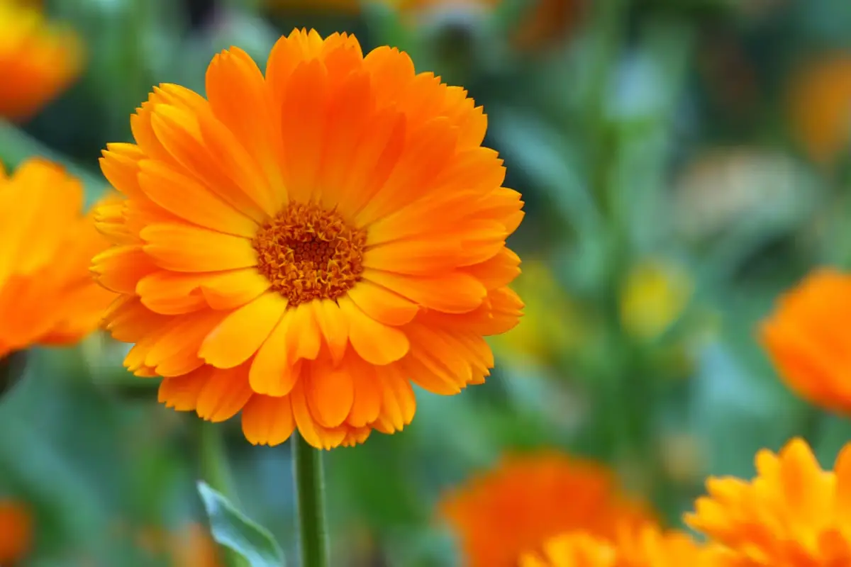 Tri idealne rastline za sajenje v novembru: hitro rastejo in so enostavne za nego