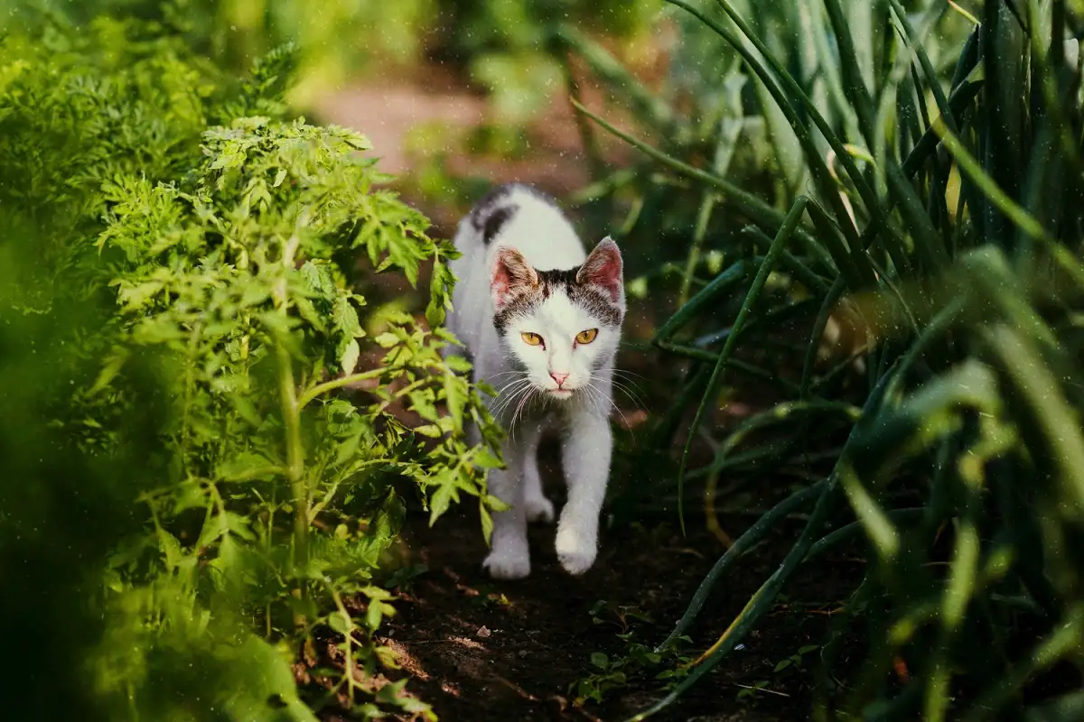 Če imate mačko, izogibajte se tej rastlini: zakaj je nevarna