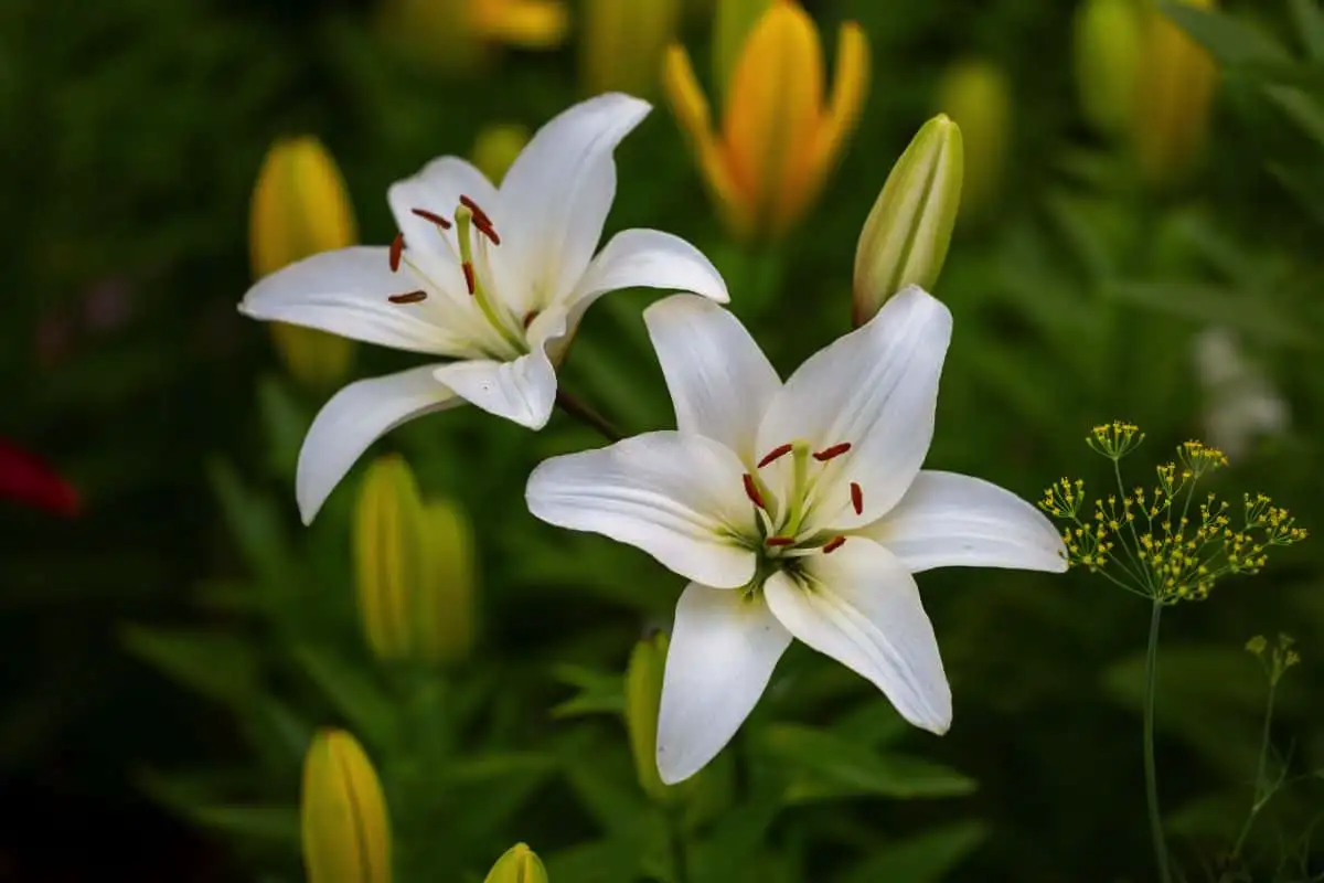 Če imate mačko, izogibajte se tej rastlini: zakaj je nevarna