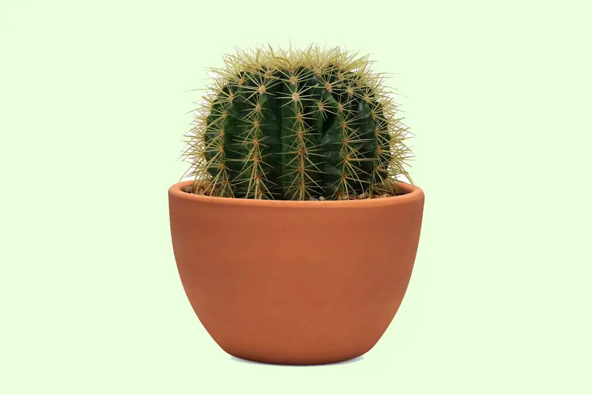 Kako doseči, da kaktus zacveti: Strokovnjak razkrije ključne pogoje