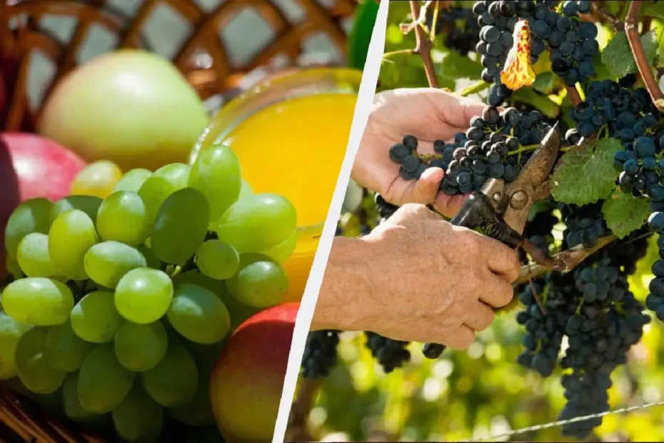 Kateri grozd je najkoristnejši: zeleni ali rdeči?
