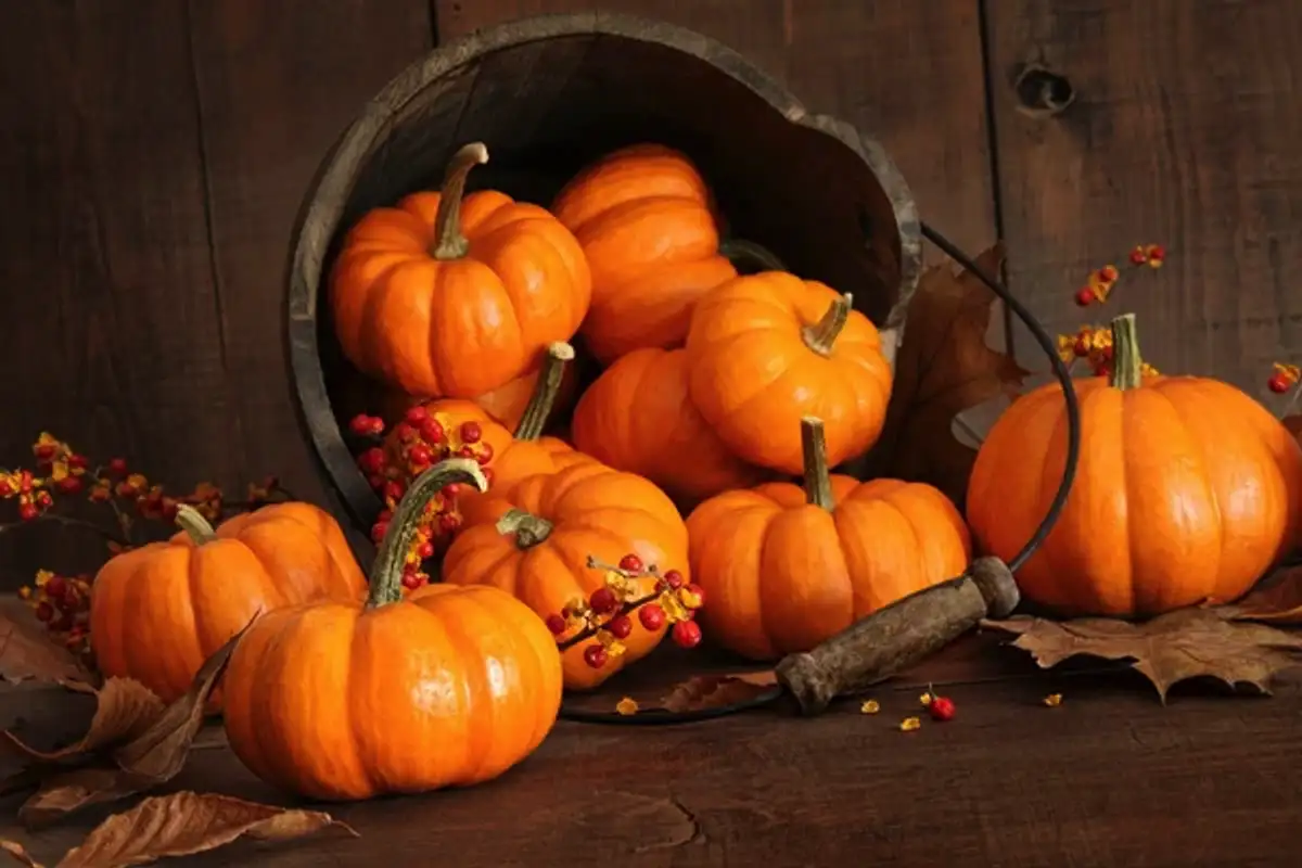 Krema iz pečene buče s hrustljavim pršutom – 2 evra in 45 minut do rajske večerje