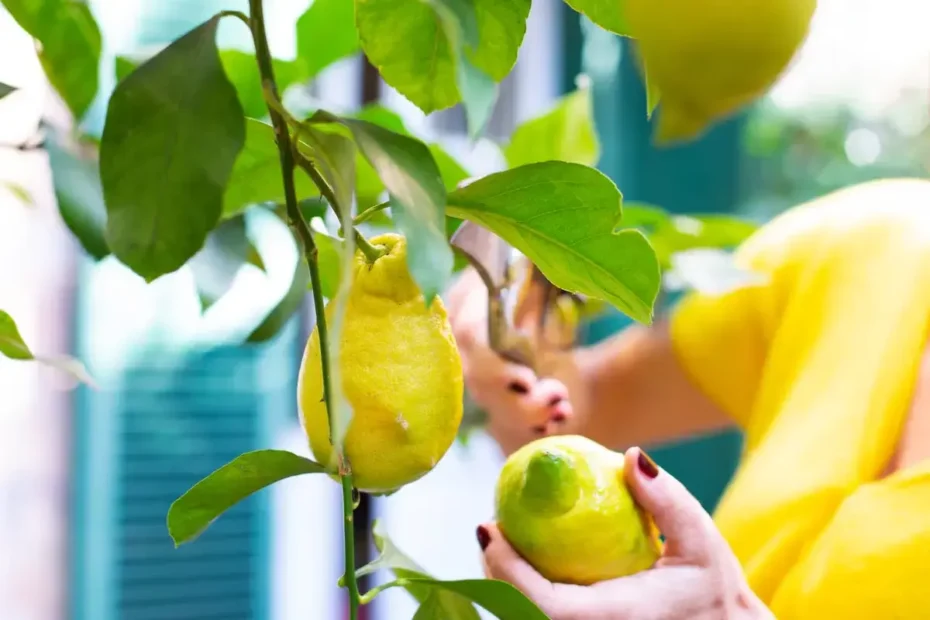 Kako limonovec naravno očisti zrak v domu