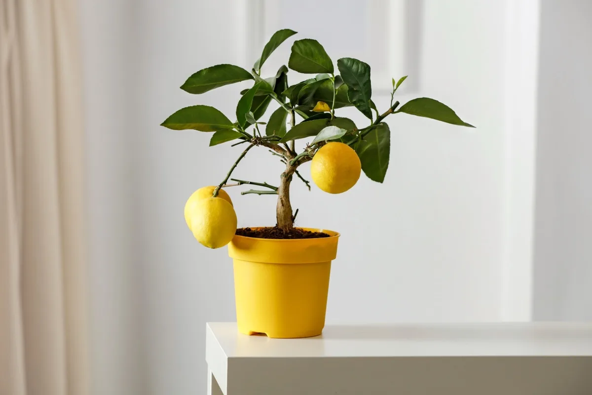 Kako limonovec naravno očisti zrak v domu