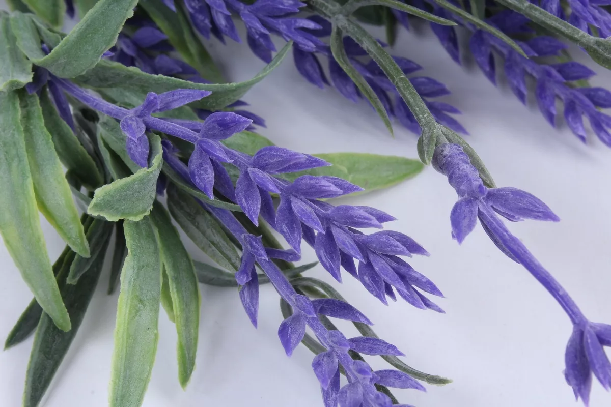 Kam postaviti liste sivke za manj tesnobe in boljši spanec po feng šui