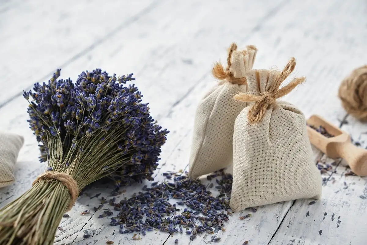 Kam postaviti liste sivke za manj tesnobe in boljši spanec po feng šui