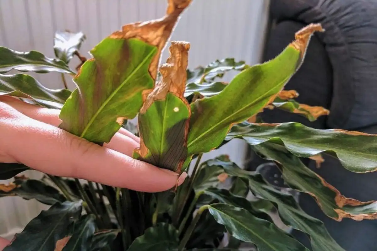 Zakaj se listi sobnih rastlin rjavijo – in to ni zaradi premalo zalivanja