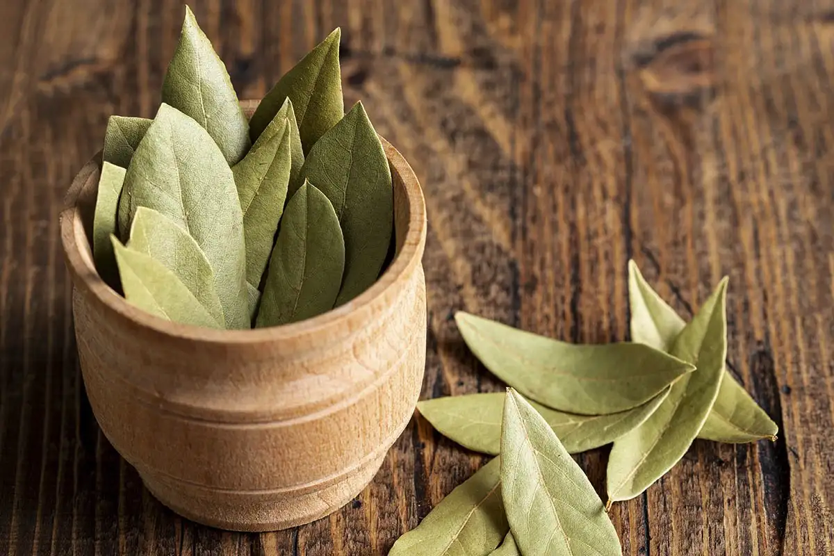 Lovorjev list v čevlju: zakaj ga nositi in kako vam spremeni dan