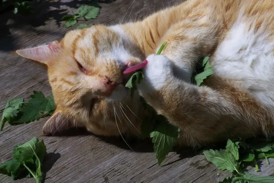 Kako deluje mačja meta na mačke: razkrivamo skrivnosti