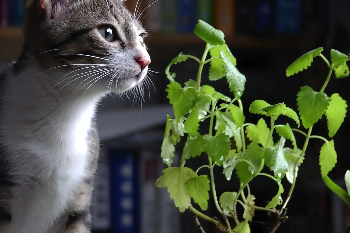 Kako deluje mačja meta na mačke: razkrivamo skrivnosti