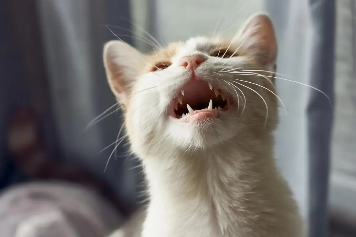 Zakaj mačka hodi po hiši in mijavka – 8 skritih sporočil, ki jih pošilja vaš kosmatinec