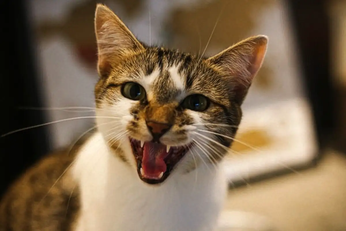 Zakaj mačka hodi po hiši in mijavka – 8 skritih sporočil, ki jih pošilja vaš kosmatinec