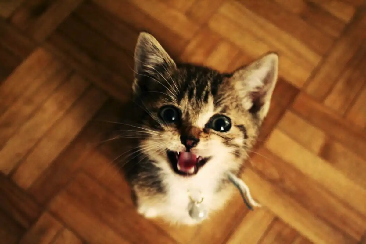 Zakaj mačka hodi po hiši in mijavka – 8 skritih sporočil, ki jih pošilja vaš kosmatinec