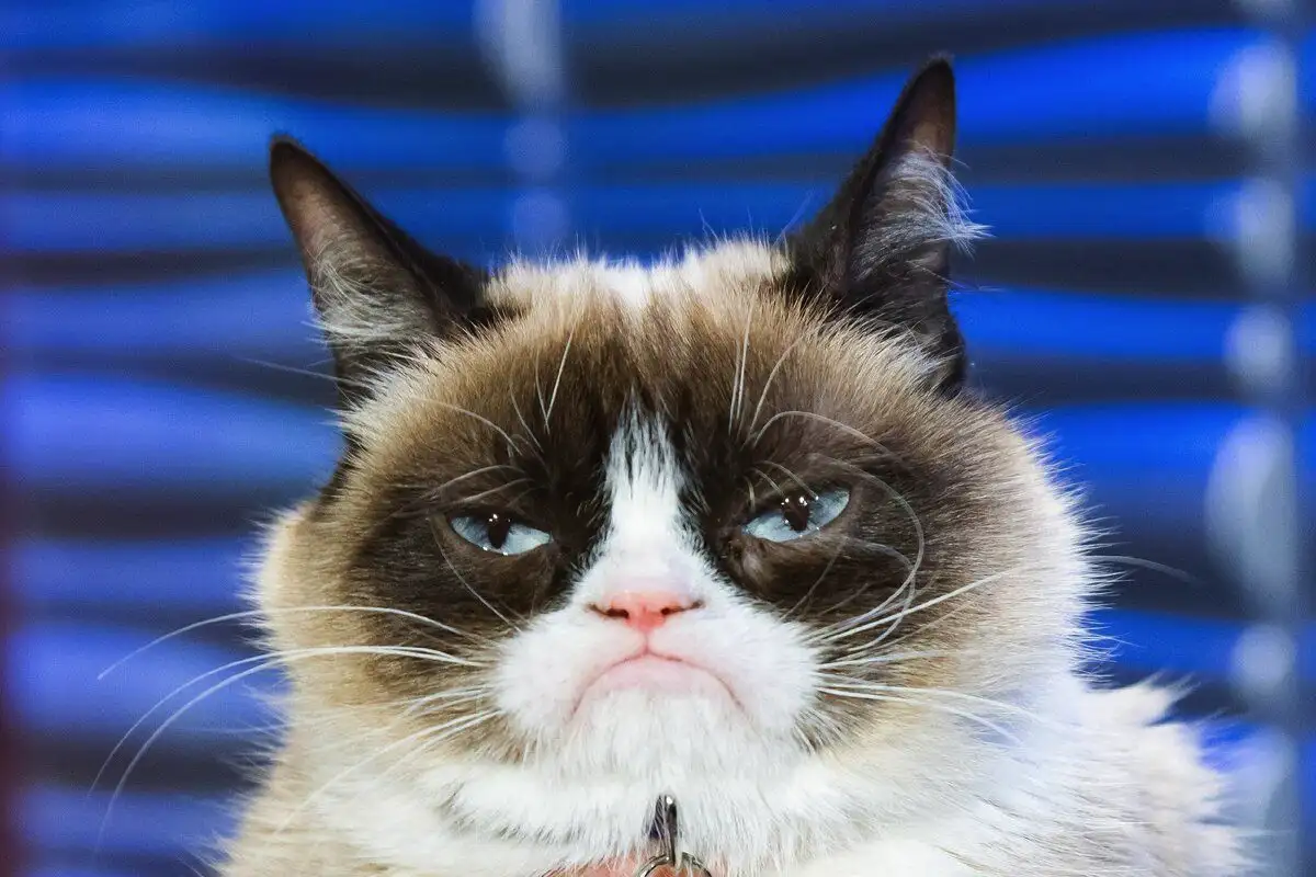 Ali se mačka jezi nate, ko jo pustiš samo: strokovnjaki pojasnili mačja čustva