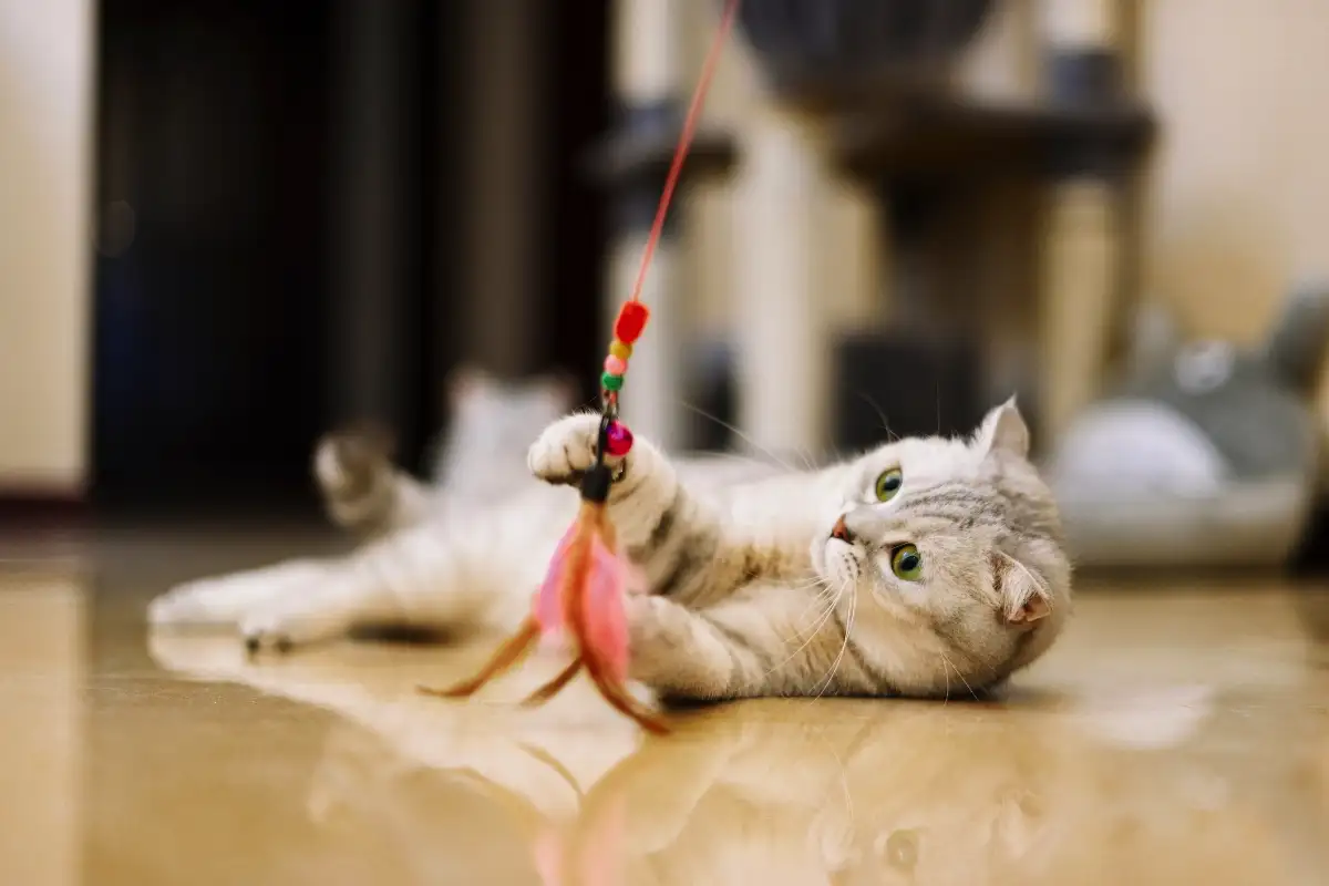 Ali se mačka jezi nate, ko jo pustiš samo: strokovnjaki pojasnili mačja čustva