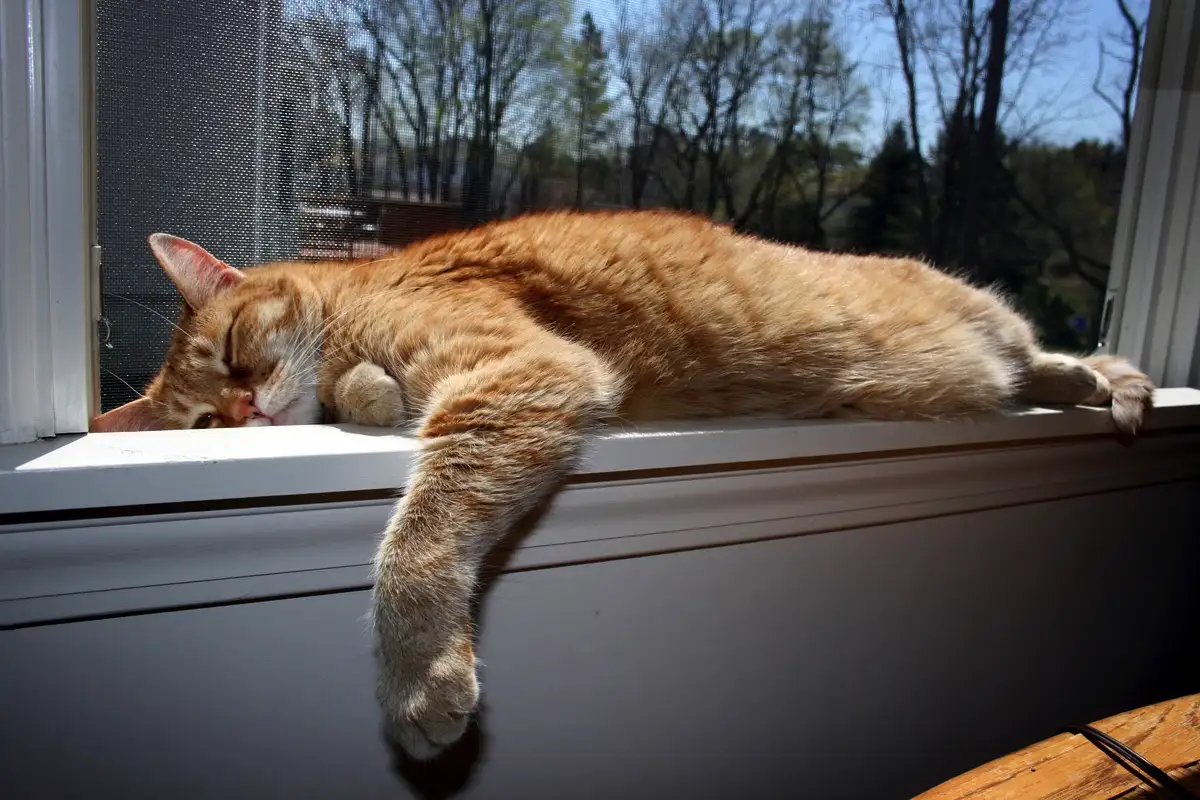 Zakaj mačka nenadoma začne spati na nenavadnih mestih: 7 možnih razlogov po mnenju veterinarjev