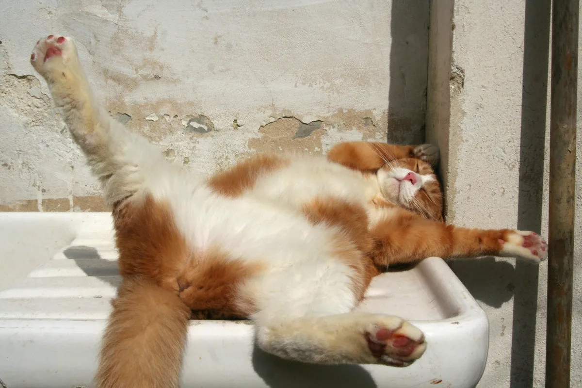 Zakaj mačka nenadoma začne spati na nenavadnih mestih: 7 možnih razlogov po mnenju veterinarjev