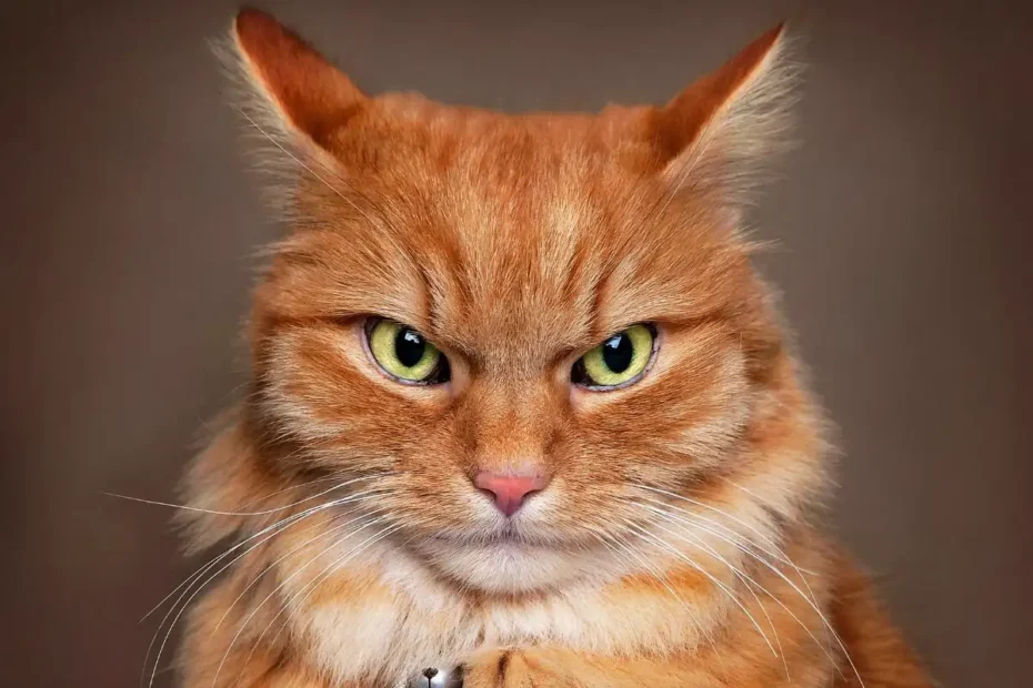 Ste kdaj videli, kako mačka z enim samim pogledom pove: “Ti si trenutno odpisan za vse življenje”?