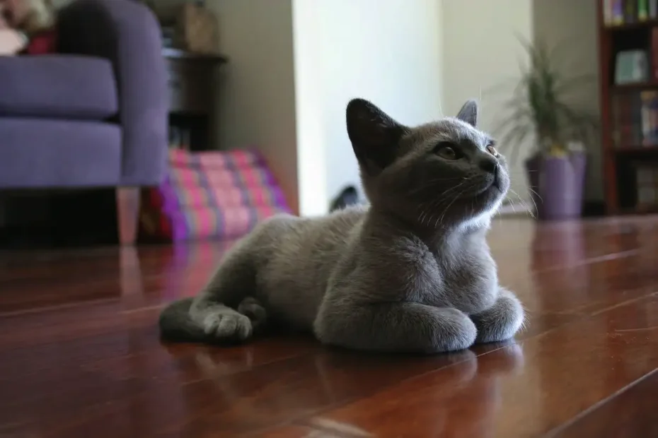 Zakaj mačke podvijajo tačke in postanejo prava "štručka"