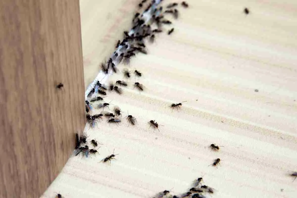 Mravlje v hiši? Dva kuhinjska sestavina jih uničita tiho in za vedno – brez pršila, brez kisa, brez vonja