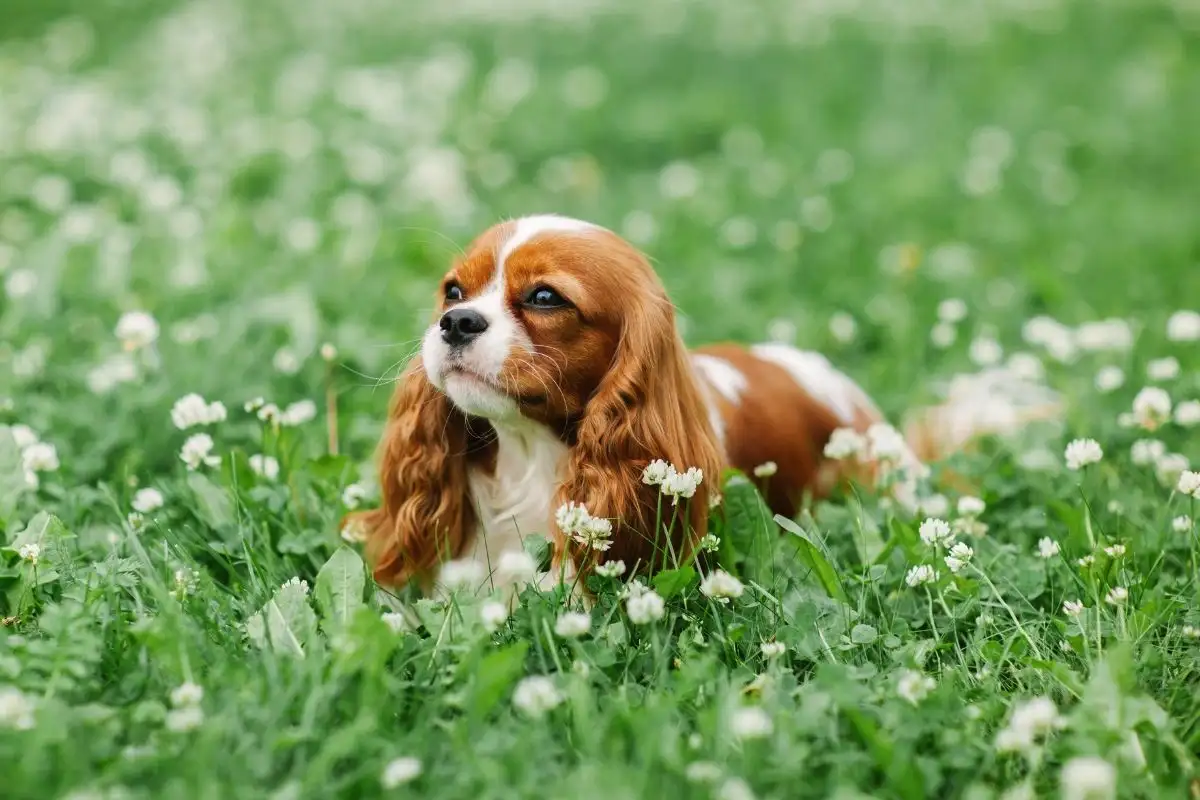 Kateri so 5 najbolj ljubečih pasem psov po veterinarjih?