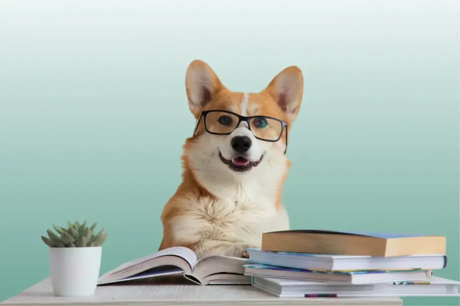 Najpametnejši psi na svetu: Šest pasem, ki mislijo kot geniji