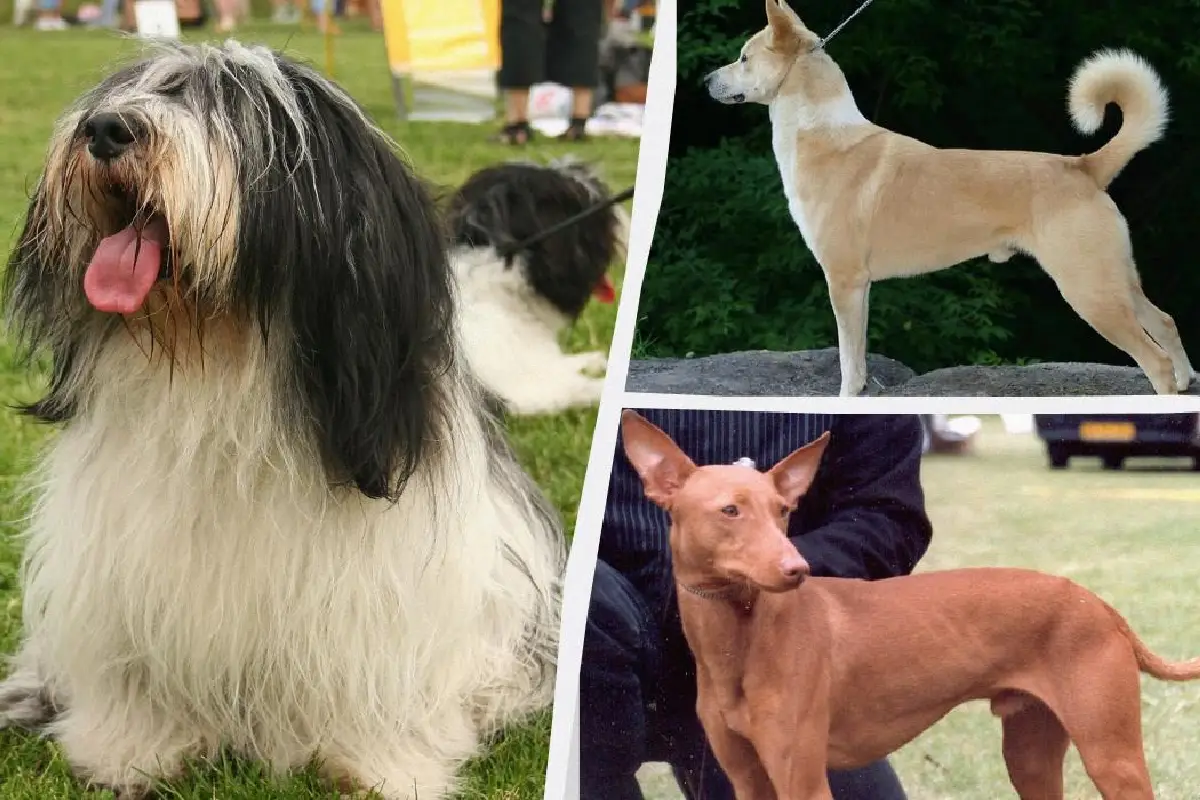 6 najredkejših pasem psov na svetu – take, da jih verjetno nikoli ne boš srečal/a na običajnem sprehodu