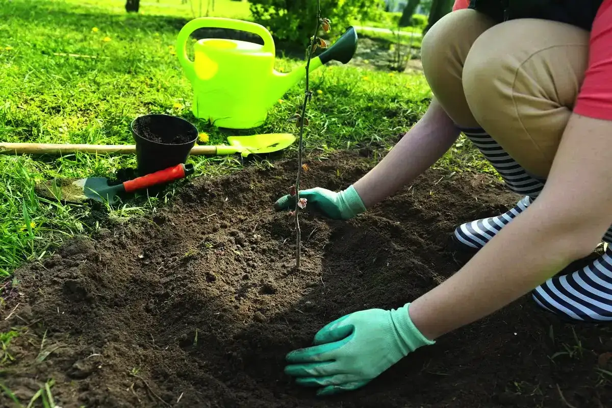 Nevarne čebulnice: 5 rastlin, ki uničijo vrt in ekosistem