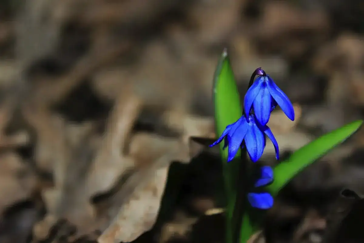 Nevarne čebulnice: 5 rastlin, ki uničijo vrt in ekosistem