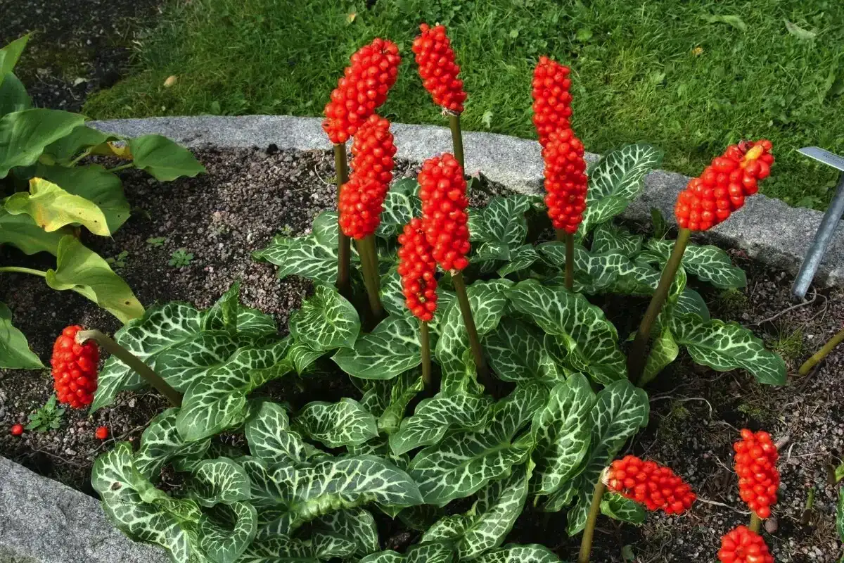 Nevarne čebulnice: 5 rastlin, ki uničijo vrt in ekosistem