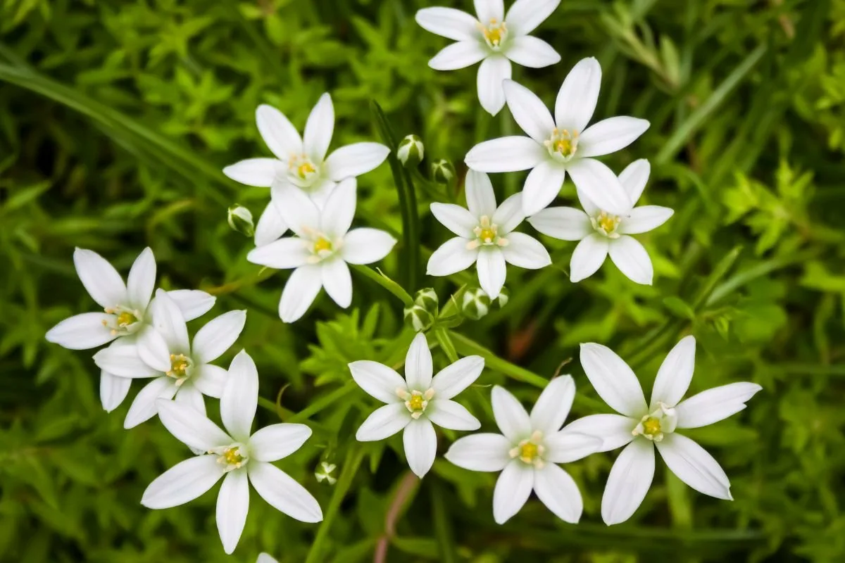 Nevarne čebulnice: 5 rastlin, ki uničijo vrt in ekosistem