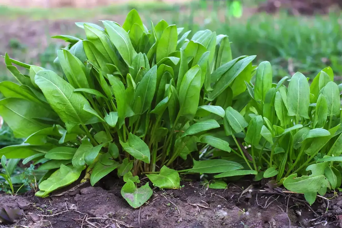 Nevarne čebulnice: 5 rastlin, ki uničijo vrt in ekosistem