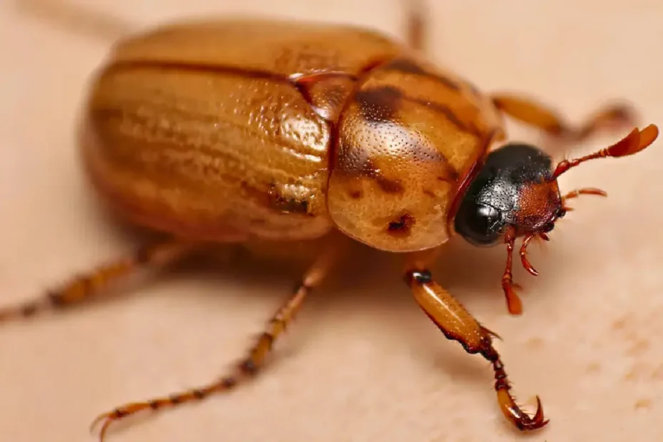 Kako odgnati žuželke iz vrta in doma s temi domačimi sredstvi