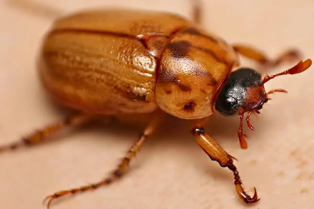 Kako odgnati žuželke iz vrta in doma s temi domačimi sredstvi