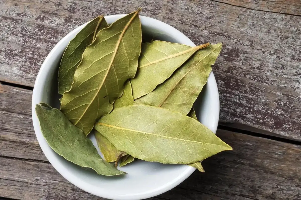 Kako odgnati žuželke iz vrta in doma s temi domačimi sredstvi