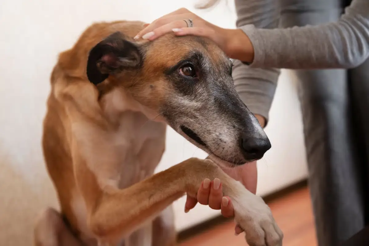 Kako preprečiti, da bi vaš pes postal agresiven do drugih: Strokovnjak razkrije ključno napako