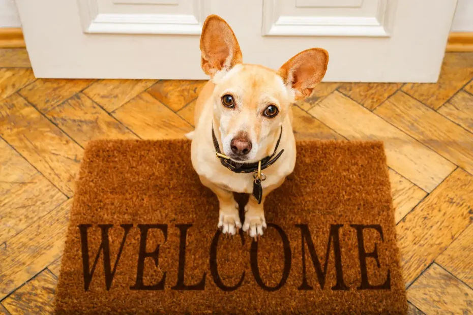 Kaj pomeni, ko te pes čaka pred vrati – po mnenju veterinarjev je to veliko več kot samo “nestrpnost”