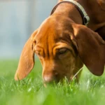 Zakaj vaš pes grize travo – razlaga dreserja psov