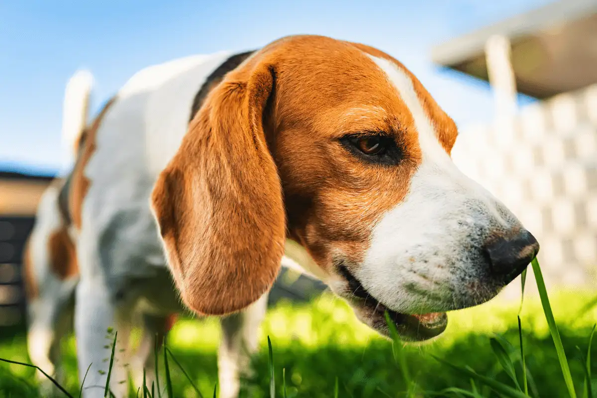 Zakaj vaš pes grize travo – razlaga dreserja psov