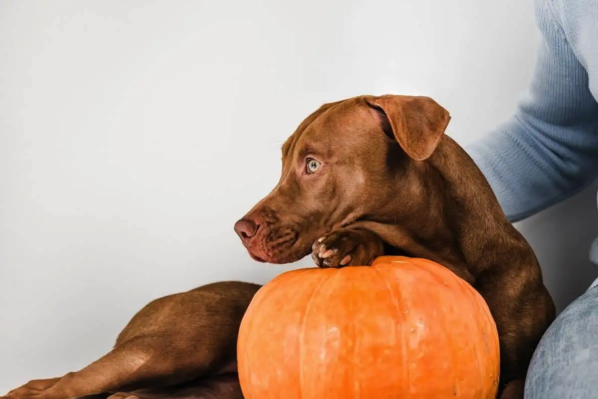 Zakaj vaš pes grize travo – razlaga dreserja psov