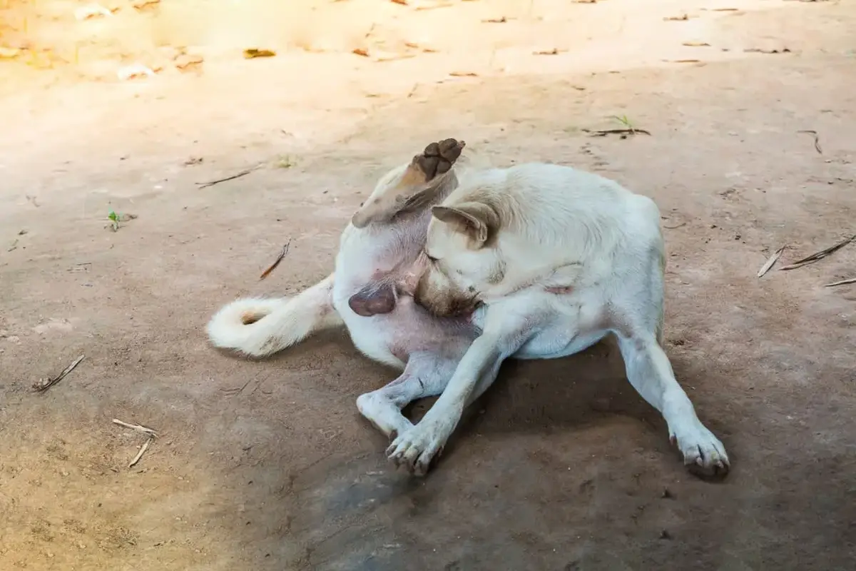 Zakaj se pes liže po intimnih predelih – kdaj je to normalna higiena in kdaj je prvi znak, da je nekaj zelo narobe 
