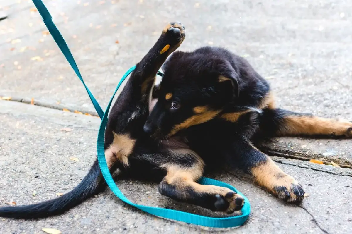 Zakaj se pes liže po intimnih predelih – kdaj je to normalna higiena in kdaj je prvi znak, da je nekaj zelo narobe 