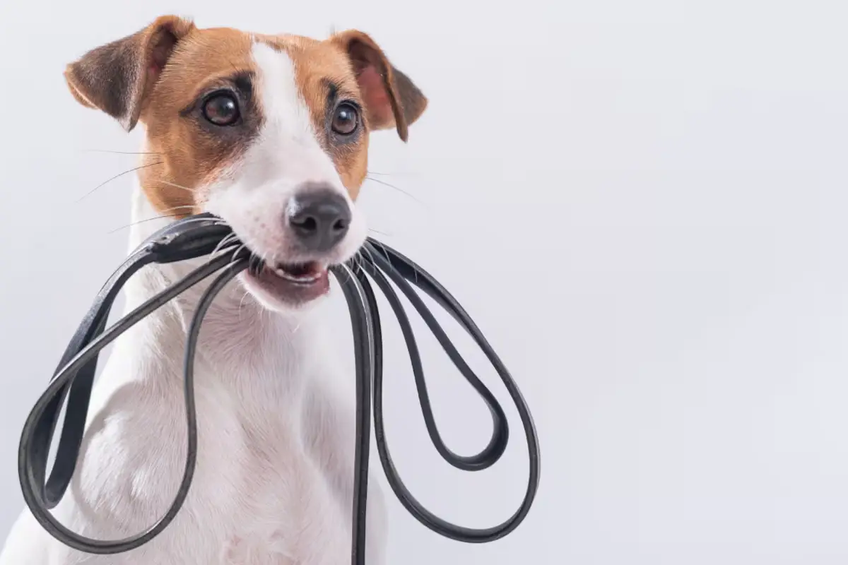 Kaj čuti vaš pes med sprehodom – in zakaj ga ne smete hiteti