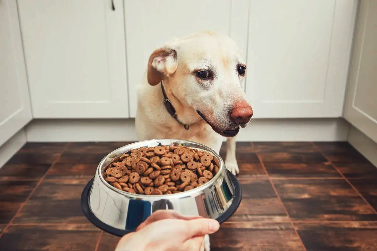 Če vaš pes noče jesti, ga ne silite – trener psov razkriva, kaj to pomeni