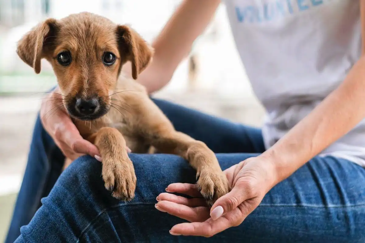 Zakaj pes položi taco ali glavo nate, po mnenju strokovnjakov