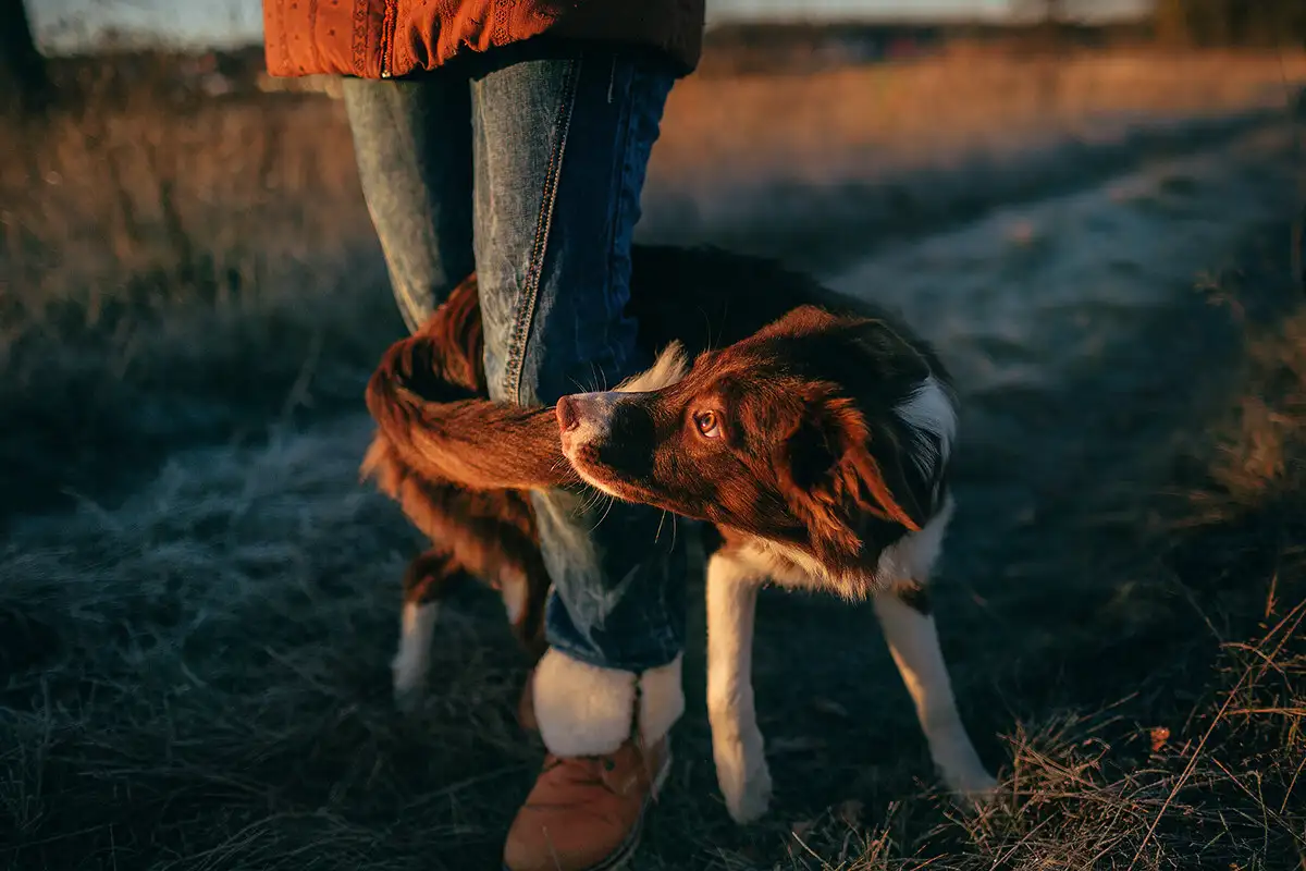Zakaj vaš pes zleze med vaše noge in vas tam “zaklene” – prava resnica, ki vam bo stopila srce