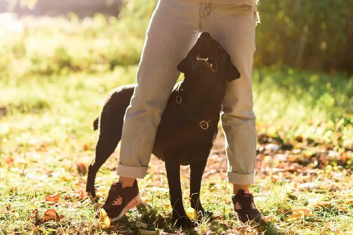 Zakaj vaš pes zleze med vaše noge in vas tam “zaklene” – prava resnica, ki vam bo stopila srce
