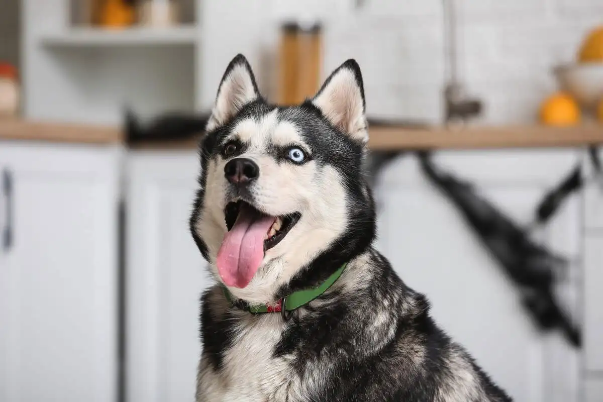 Pet pasem psov, ki jih veterinarji odsvetujejo kot hišne ljubljenčke: husky, jazbečar in tri skrite pasti