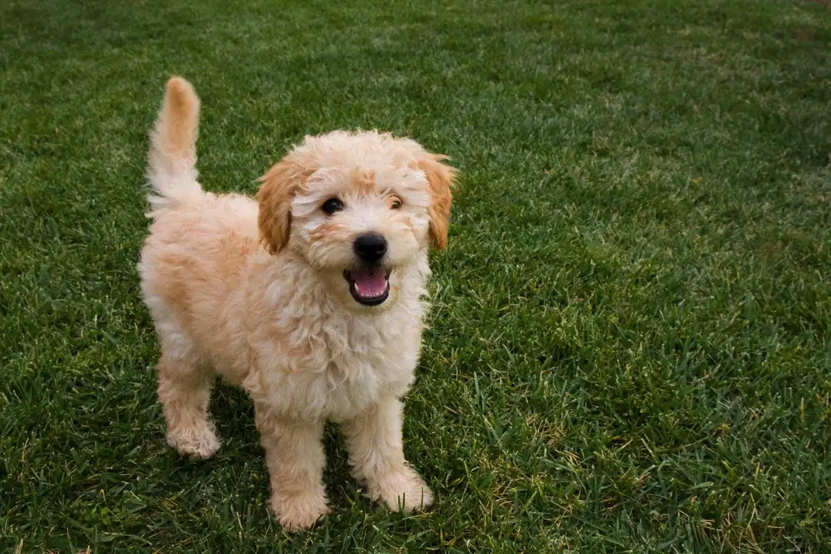 Pet pasem psov, ki jih veterinarji odsvetujejo kot hišne ljubljenčke: husky, jazbečar in tri skrite pasti