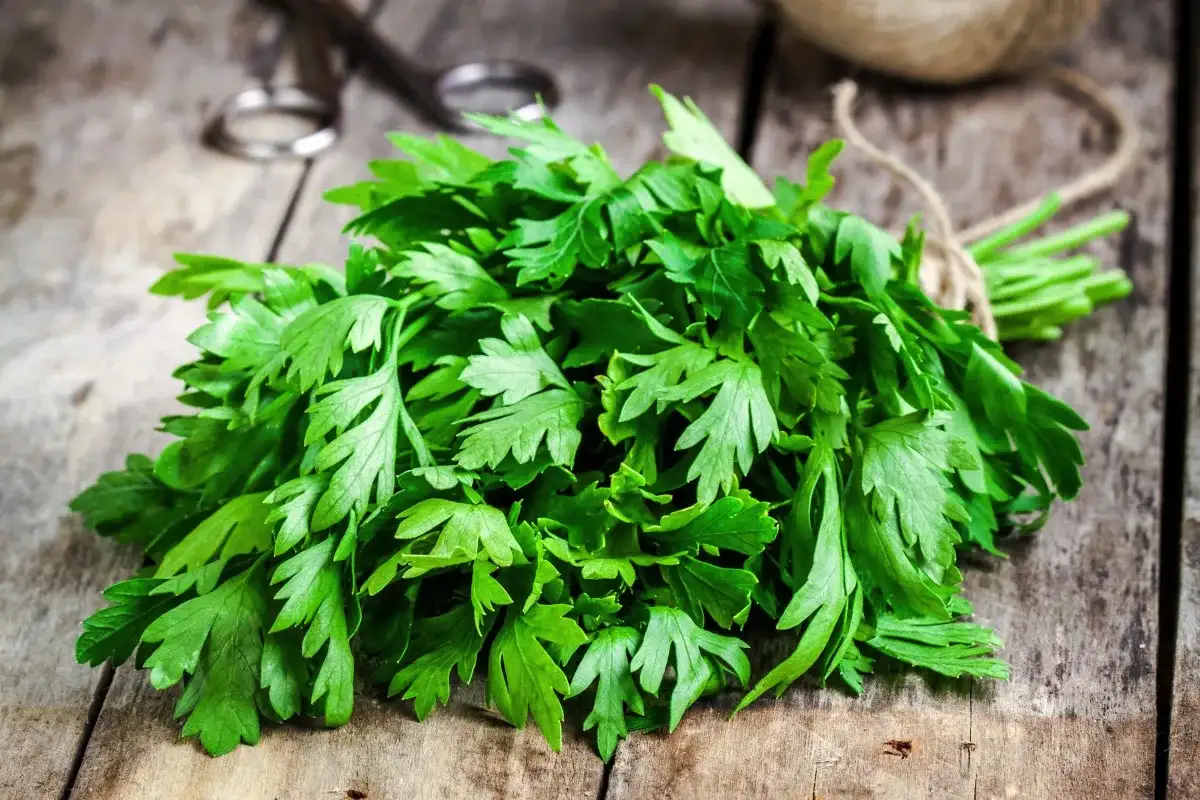 Zakaj je peteršilj čudežno zelišče: Blaži menstrualne bolečine in še 7 drugih koristi